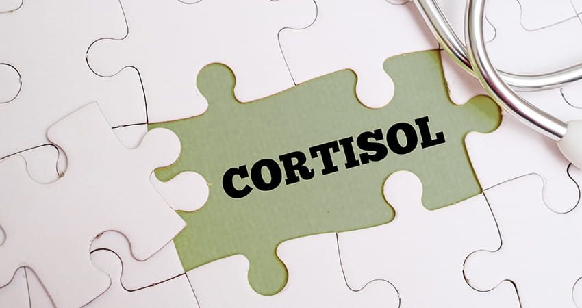 Le cortisol produit dans le cortex surrénalien soutient les fonctions énergétiques, métaboliques et immunitaires