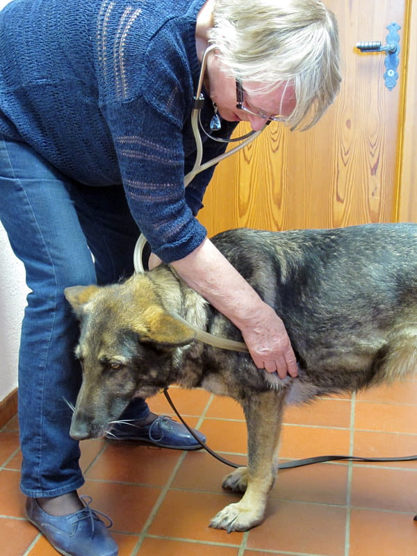 Praxisworkshop Tierhomöopathie 15. - 16.10.2016