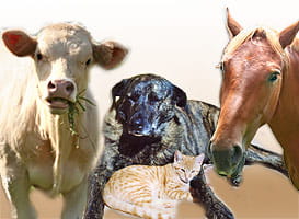 Tierhomöopathie - Kongress mit Birgit Gnadl, Christiane Krüger und Dominique Fraefel