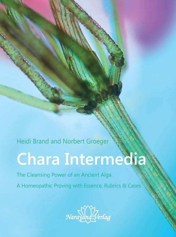 Chara intermedia