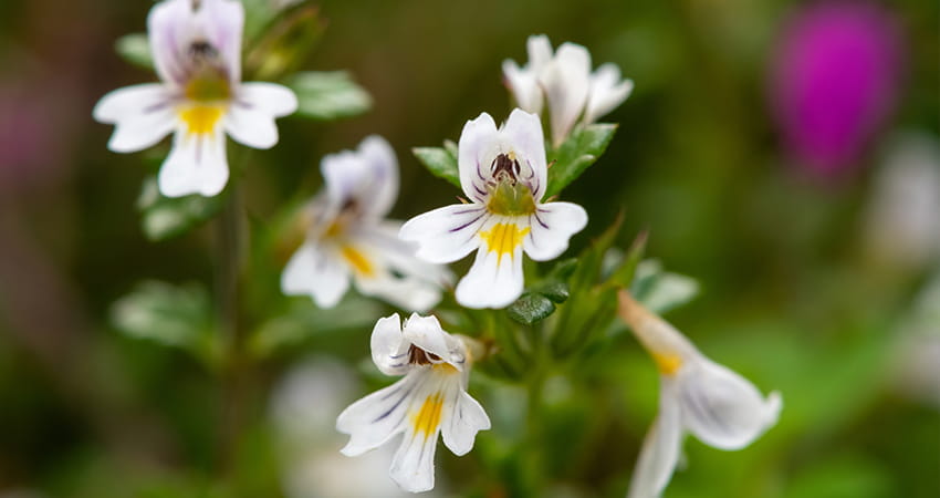 Euphrasia officinalis, auch Augentrost genannt, wird traditionell bei Augenbeschwerden eingesetzt.